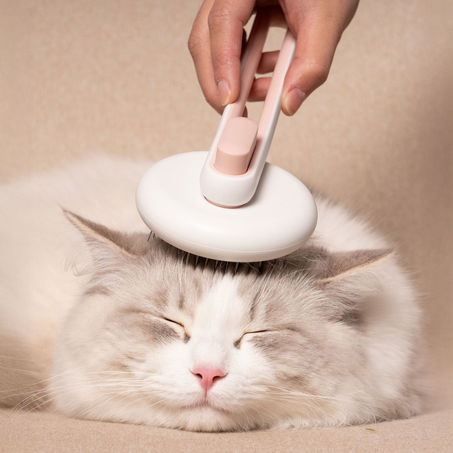 A person gently grooming the head of a white Ragdoll cat with a pink and white circular pet brush.